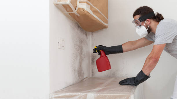 Basement Mold Remediation treatment on basement walls in Medinah
